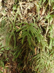 Thamnobryum neckeroides