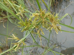 Cyperus iria
