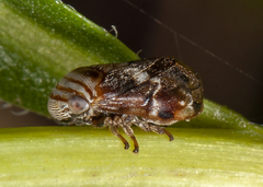 Clastoptera obtusa