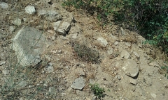 Eriophyllum lanatum hallii