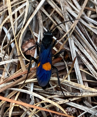 Calopompilus maculipennis