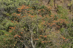 Erythrina velutina
