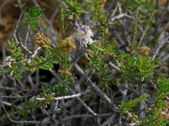 Selago albida