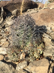Astrophytum capricorne