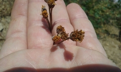 Eriophyllum lanatum hallii