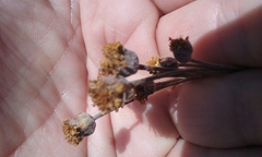 Eriophyllum lanatum hallii