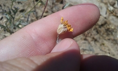 Eriophyllum lanatum hallii