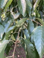 Alnus × spaethii