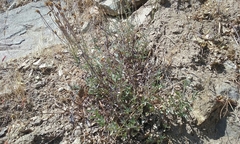 Eriophyllum lanatum hallii