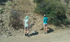 Eriophyllum lanatum hallii