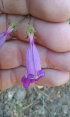 Penstemon laetus laetus
