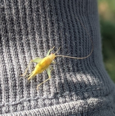 Cyrtoxipha columbiana