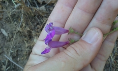 Penstemon laetus laetus