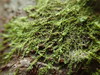 Radula bolanderi - Photo no rights reserved, uploaded by Randal