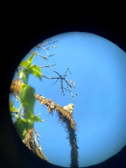 Camarhynchus parvulus