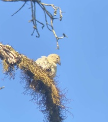 Camarhynchus parvulus