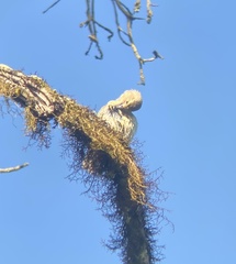 Camarhynchus parvulus