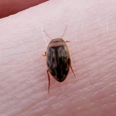 Neoporus superioris