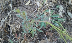 Penstemon laetus laetus