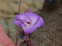 Hermannia cernua