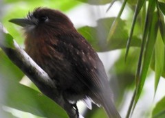 Malacoptila mystacalis