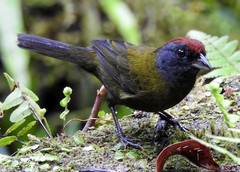 Arremon castaneiceps