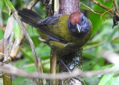 Arremon castaneiceps