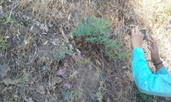 Penstemon laetus laetus