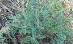 Penstemon laetus laetus