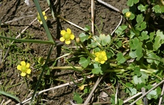 Ranunculus natans