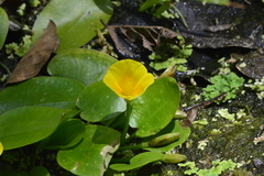Hydrocleys martii