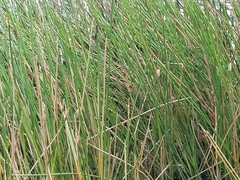 Eleocharis equisetoides