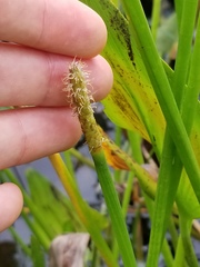 Eleocharis equisetoides