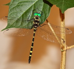 Macromia pacifica