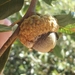 Quercus chrysolepis chrysolepis - Photo Sem direitos reservados, uploaded by rockybajada