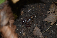 Euscorpius mingrelicus