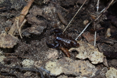 Euscorpius mingrelicus