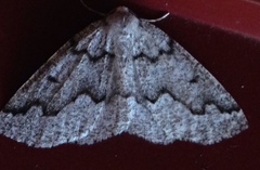 Sabulodes packardata