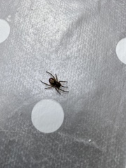 Steatoda nobilis