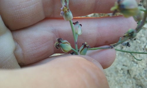 Tejon Jewelflower (Streptanthus medeirosii)