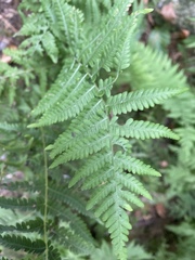 Deparia acrostichoides