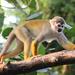 Common Squirrel Monkey - Photo (c) Ruben Undheim, some rights reserved (CC BY-SA)
