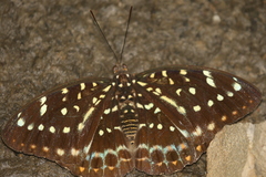 Lexias pardalis dirteana