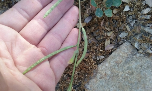 Image of Streptanthus medeirosii by no rights reserved