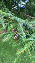 Tsuga heterophylla