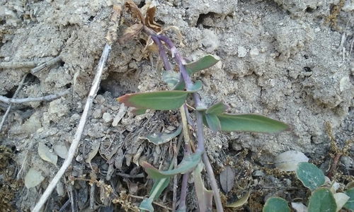 Image of Streptanthus medeirosii by no rights reserved