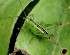 Conocephalus strictus