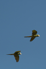 Primolius auricollis