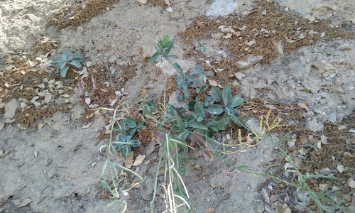 Image of Streptanthus medeirosii by no rights reserved