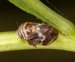 Clastoptera obtusa